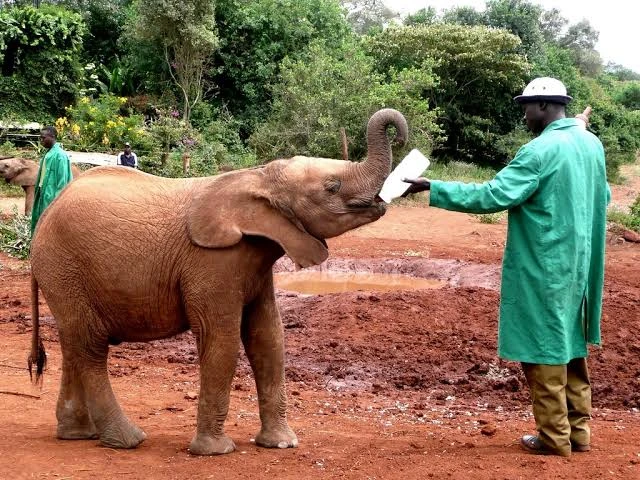 david-sheldrick