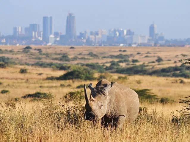 nairobi-national-park